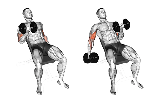 Exercise Database Biceps Jase Stuart The Better Body Coach